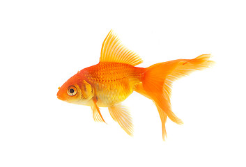 Image showing Goldfish