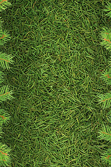 Image showing Christmas spruce  texture