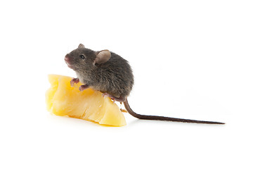 Image showing Mouse and cheese