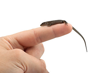 Image showing Lizard in the hand