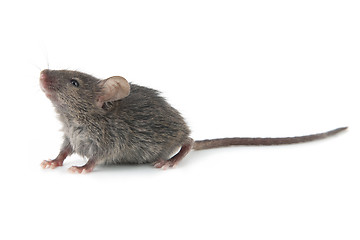 Image showing Small mouse