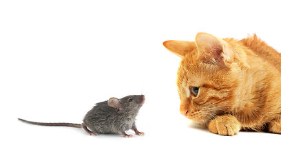 Image showing Mouse and cat