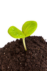 Image showing Heap dirt with a green plant sprout isolated