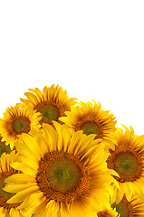 Image showing The beautiful sunflower