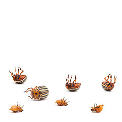 Image showing colorado potato beetles