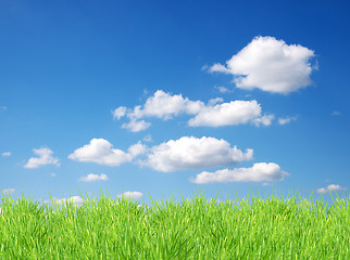 Image showing Isolated green grass