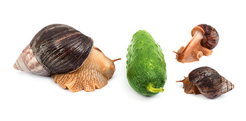 Image showing Snails