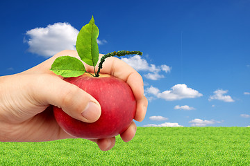 Image showing An apple in the hand