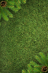 Image showing Christmas spruce  texture