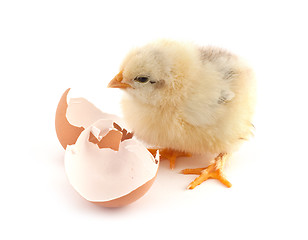 Image showing The yellow small chicks with egg