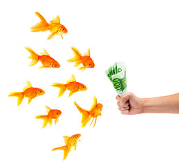 Image showing Goldfish with money