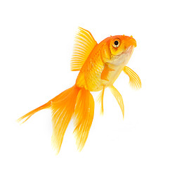 Image showing Goldfish