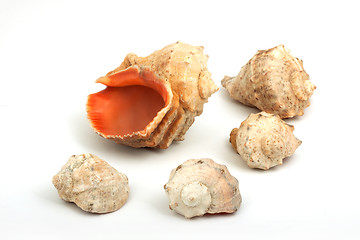 Image showing Five seashells