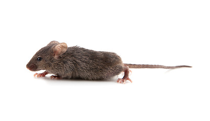 Image showing Small mouse