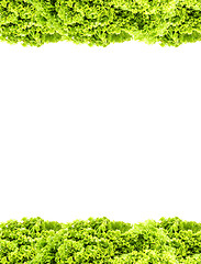 Image showing Green butter Lettuce