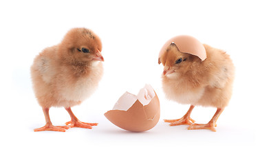 Image showing The yellow small chicks with egg