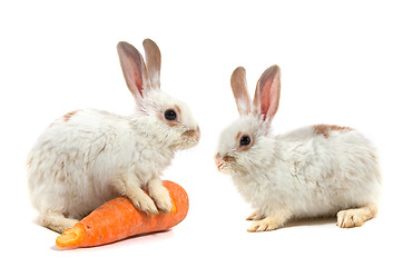 Image showing White small rabbit