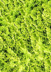 Image showing Green butter Lettuce