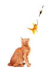 Image showing Goldfishes and cat