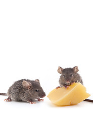 Image showing Mouse and cheese