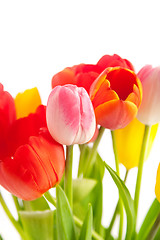 Image showing Bunch of tulips 