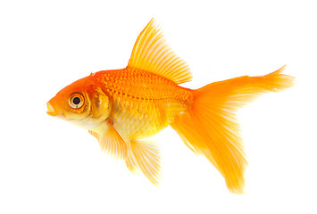 Image showing Goldfish