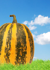 Image showing Yellow pumpkin