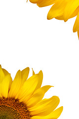 Image showing The beautiful sunflower