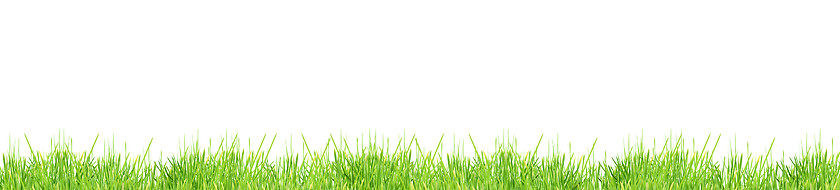 Image showing Isolated green grass