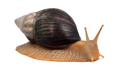 Image showing Snail