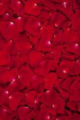 Image showing Background of red rose petals