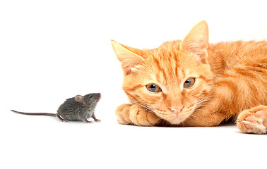 Image showing Small mouse