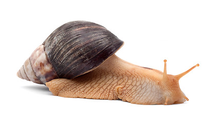 Image showing Snail