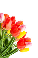 Image showing Bunch of tulips