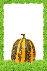 Image showing Yellow pumpkin