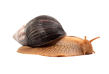 Image showing Snail