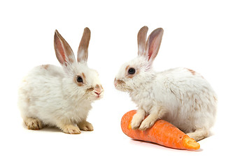 Image showing White small rabbit