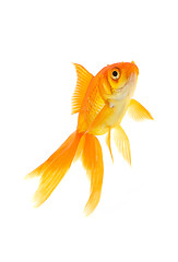 Image showing Goldfish