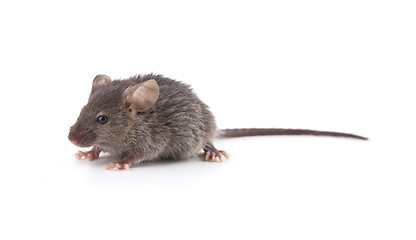 Image showing Small mouse