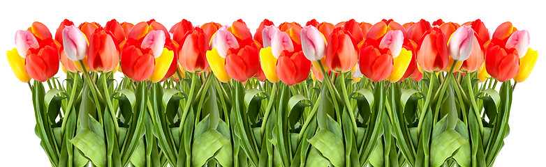 Image showing Bunch of tulips