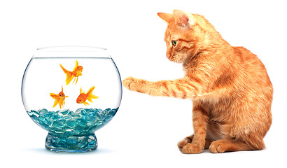 Image showing Goldfish and cat