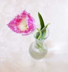 Image showing Tulip in the glass