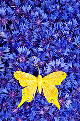 Image showing Spring blue cornflower with yellow butterfly