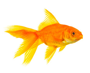 Image showing Goldfish