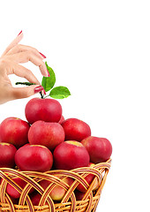 Image showing Basket of apples