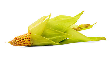 Image showing Corn