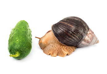 Image showing Snails