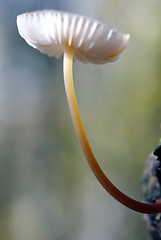 Image showing A tiny mushroom