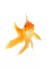 Image showing Goldfish