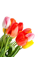 Image showing Bunch of tulips